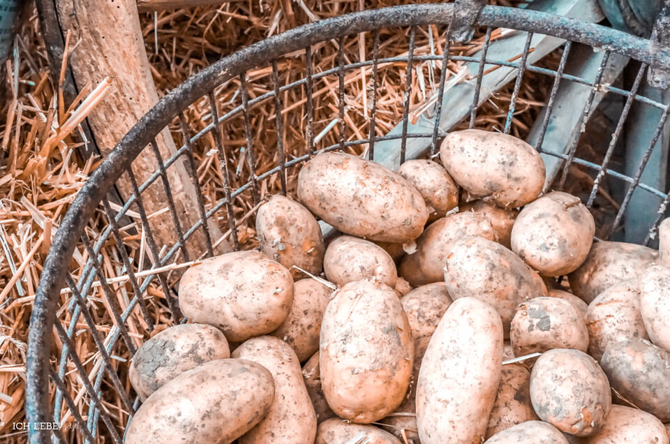 Kartoffelkorb Bio-Erlebnsitage 2018