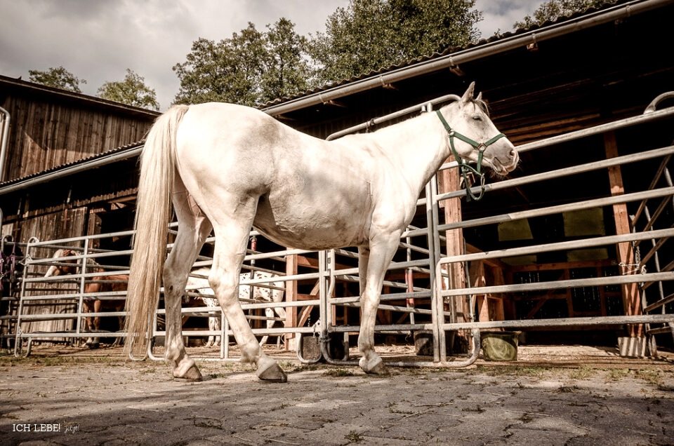 Pferd aus der Ameisenperspektive