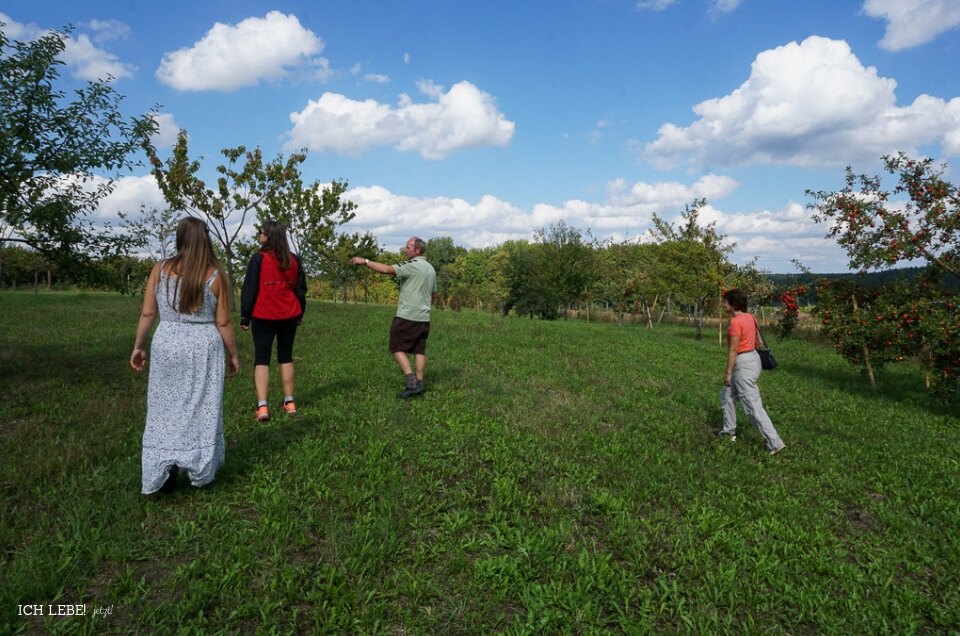 Blick auf die Streuobstwiese des Maxnhofs