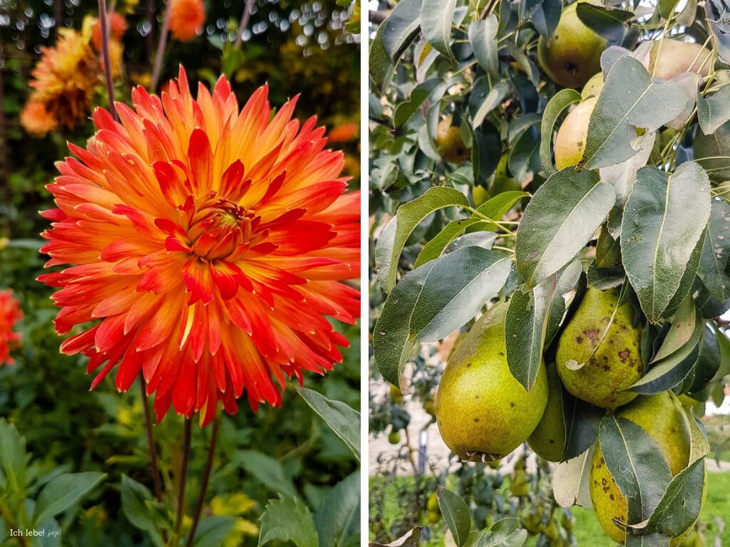 Blumen und Früchte im Klostergarten Plankstetten