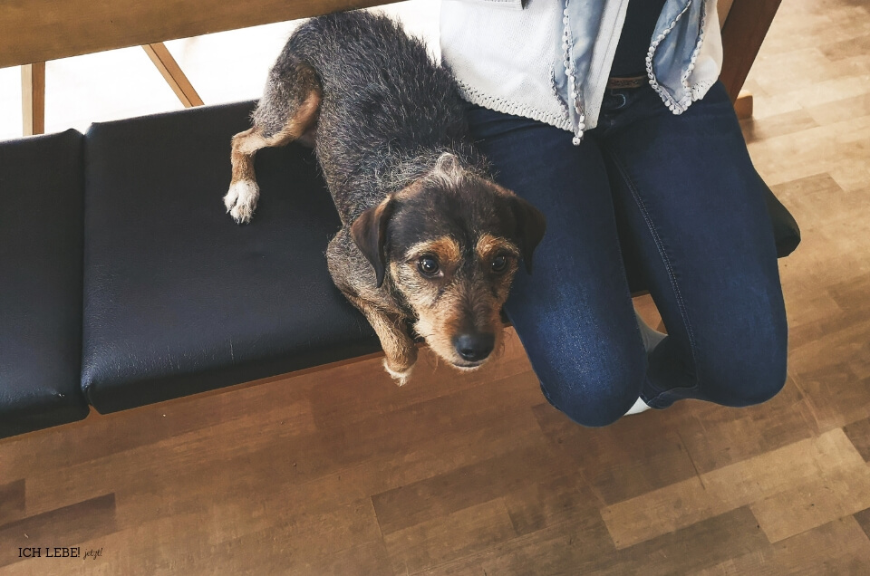 Charly sitzt neben dem Besuch auf der Bank