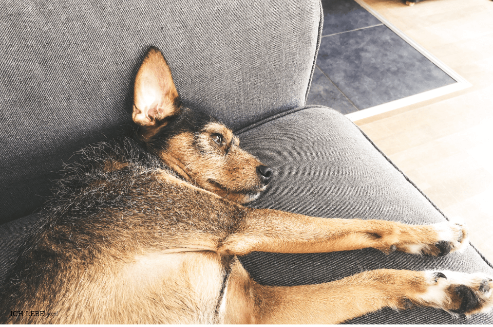 Charly auf dem Sofa