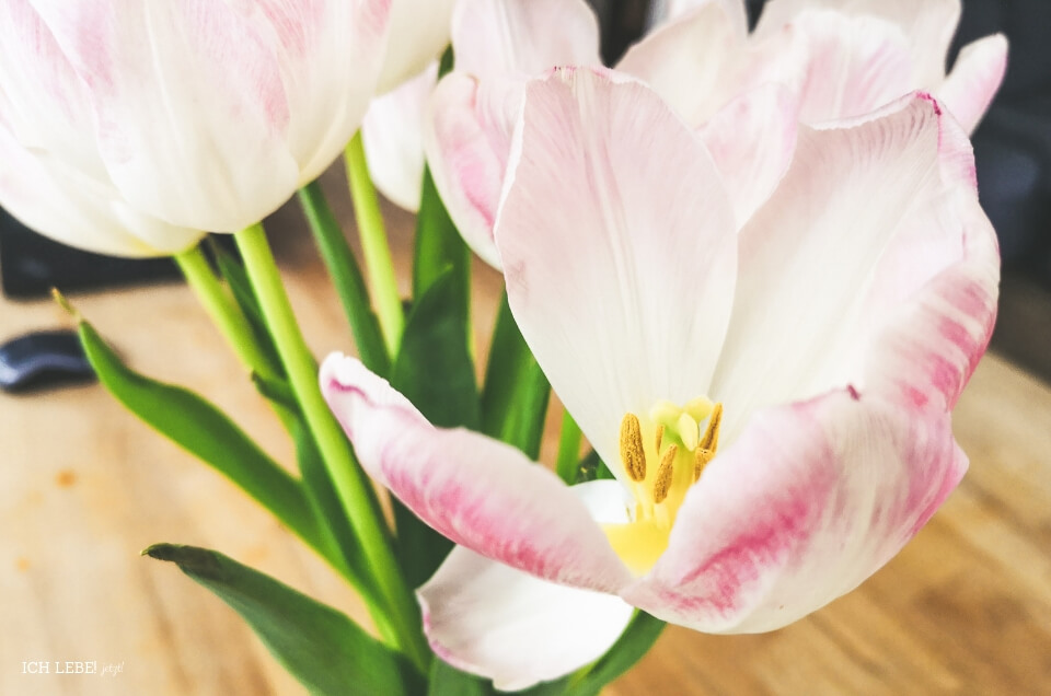 verblühende Tulpen