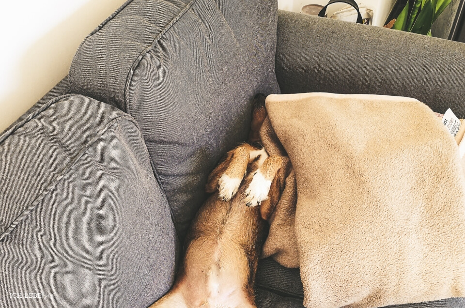 Hund auf dem Sofa