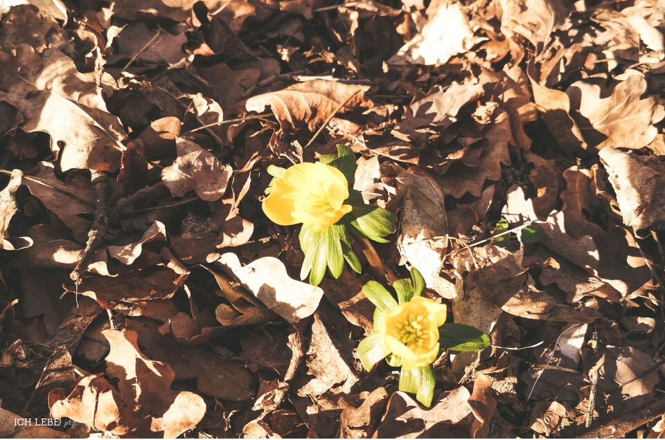 Frühlingsboten
