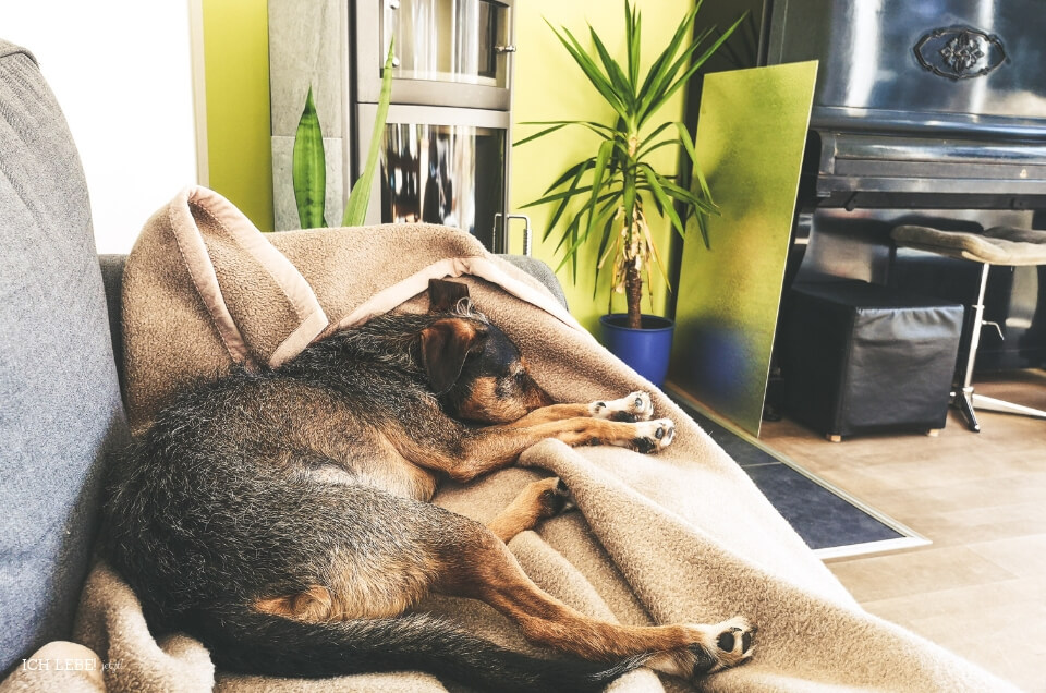 Unser Charly Hund auf dem Sofa