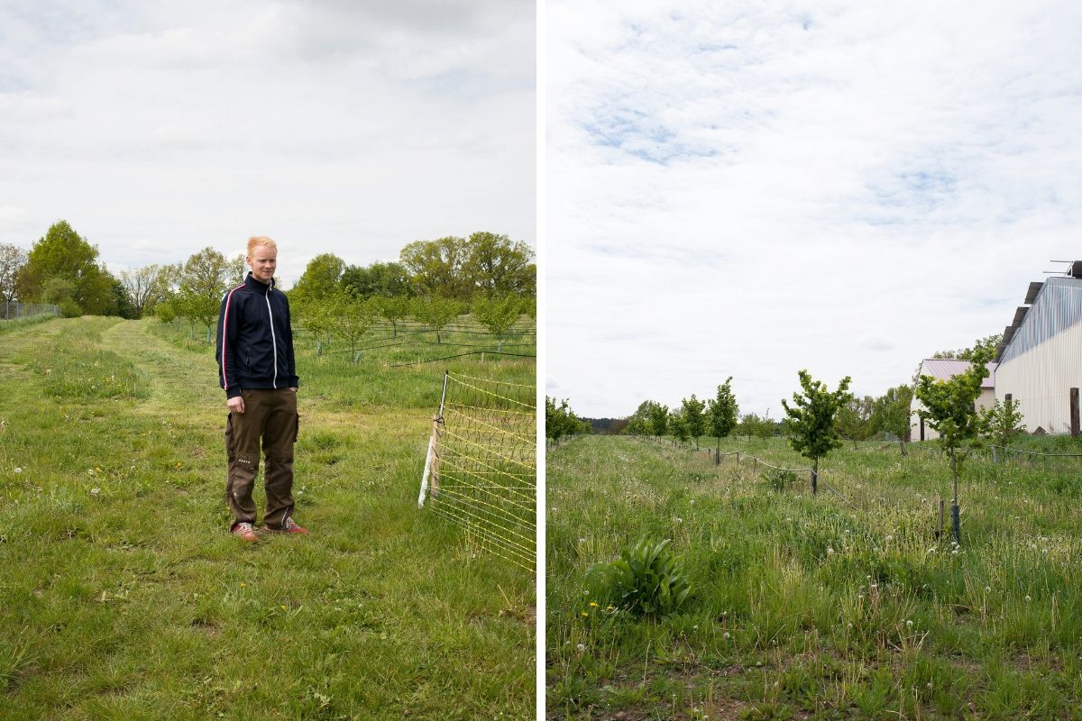 Der Jungunternehmer Martin Stiegler auf seiner Haselnußplantage.