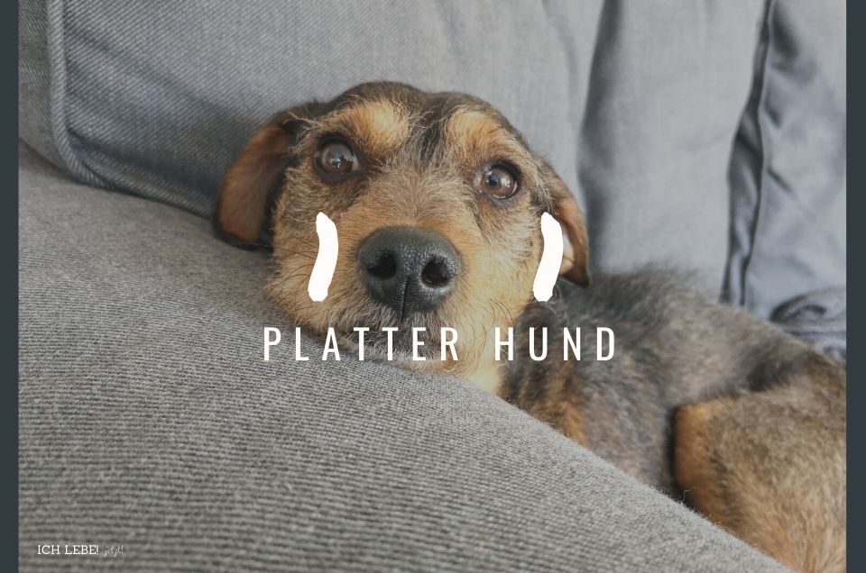 Platter Hund