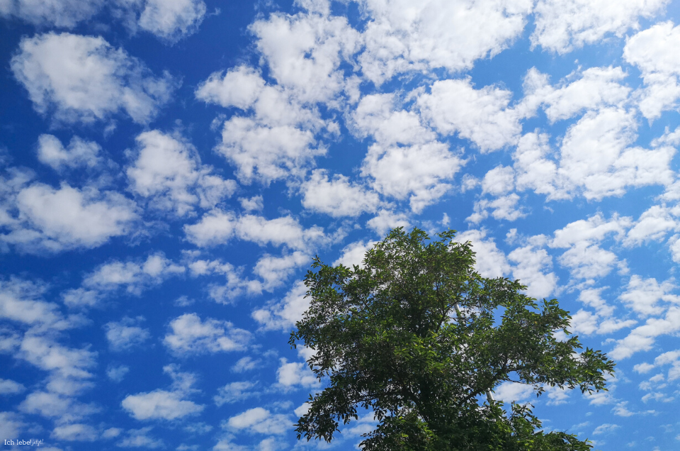 Baum an Wolken