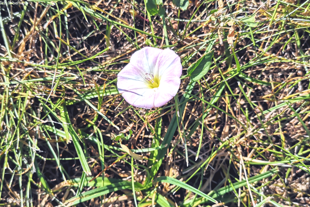 Blüte am Wegesrand