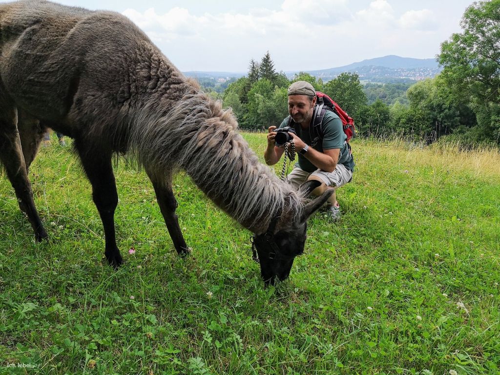 Der Frankenlandler mit Lama