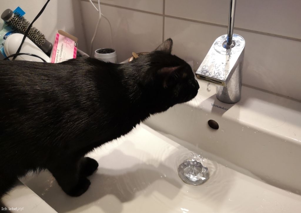 Katze säuft aus dem Wasserhahn