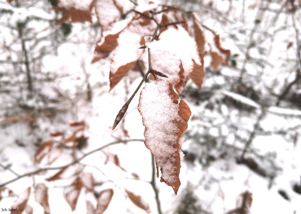 Verwelktes Blatt unter Schnee