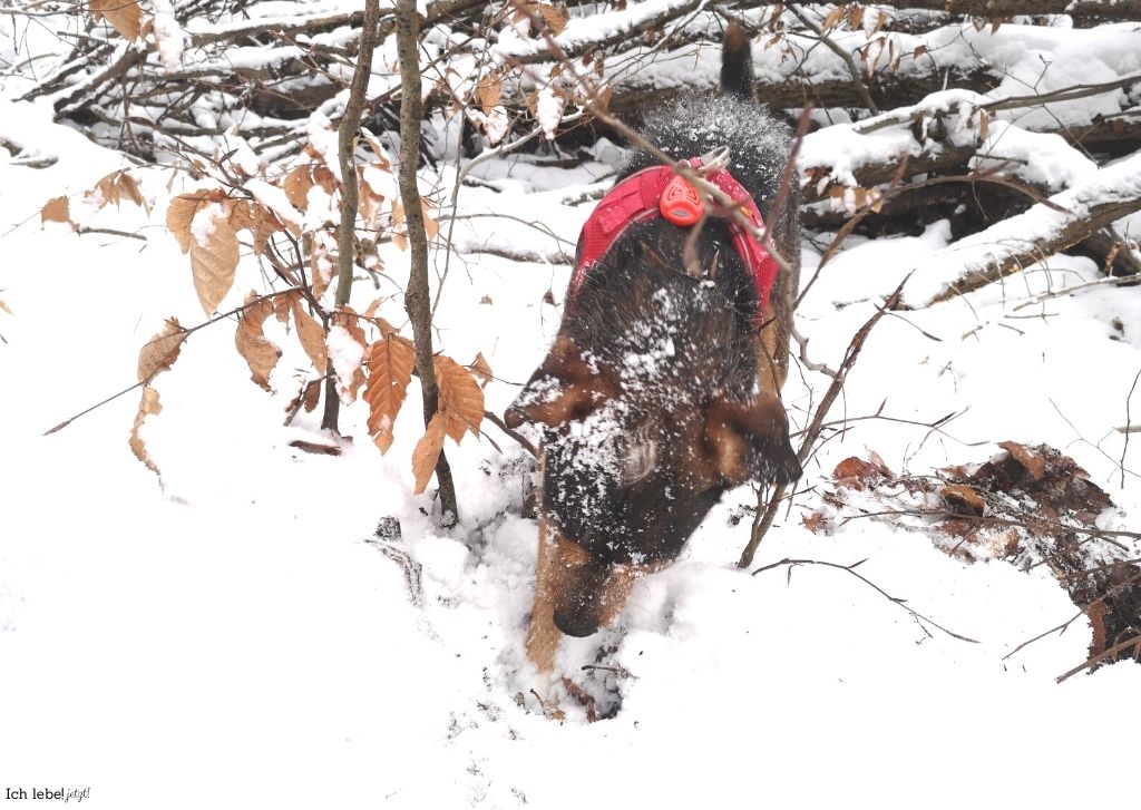 Im Schnee buddelnder Hund