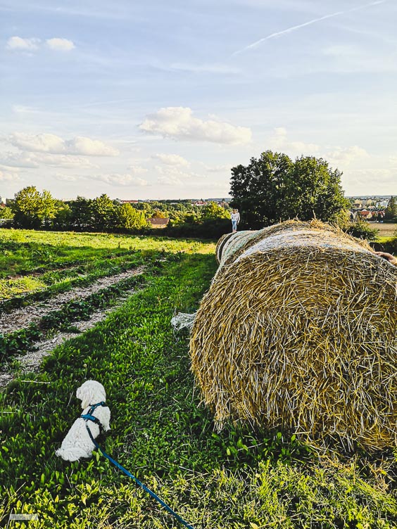 Gassirunde mit Hundefreund