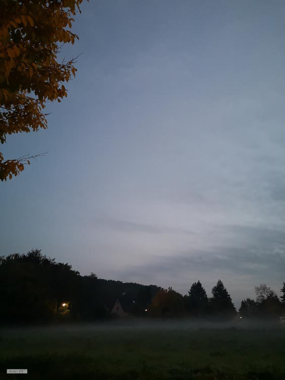 Nebel über der Wiese